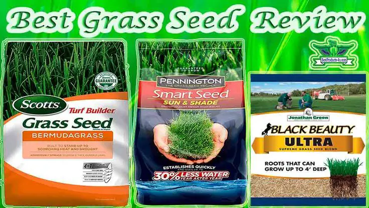 10 Best Grass Seed Reviews