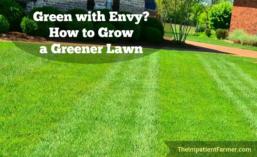 10 Easy Steps to a Perfect Lawn: Healthy Lawn Care Tips