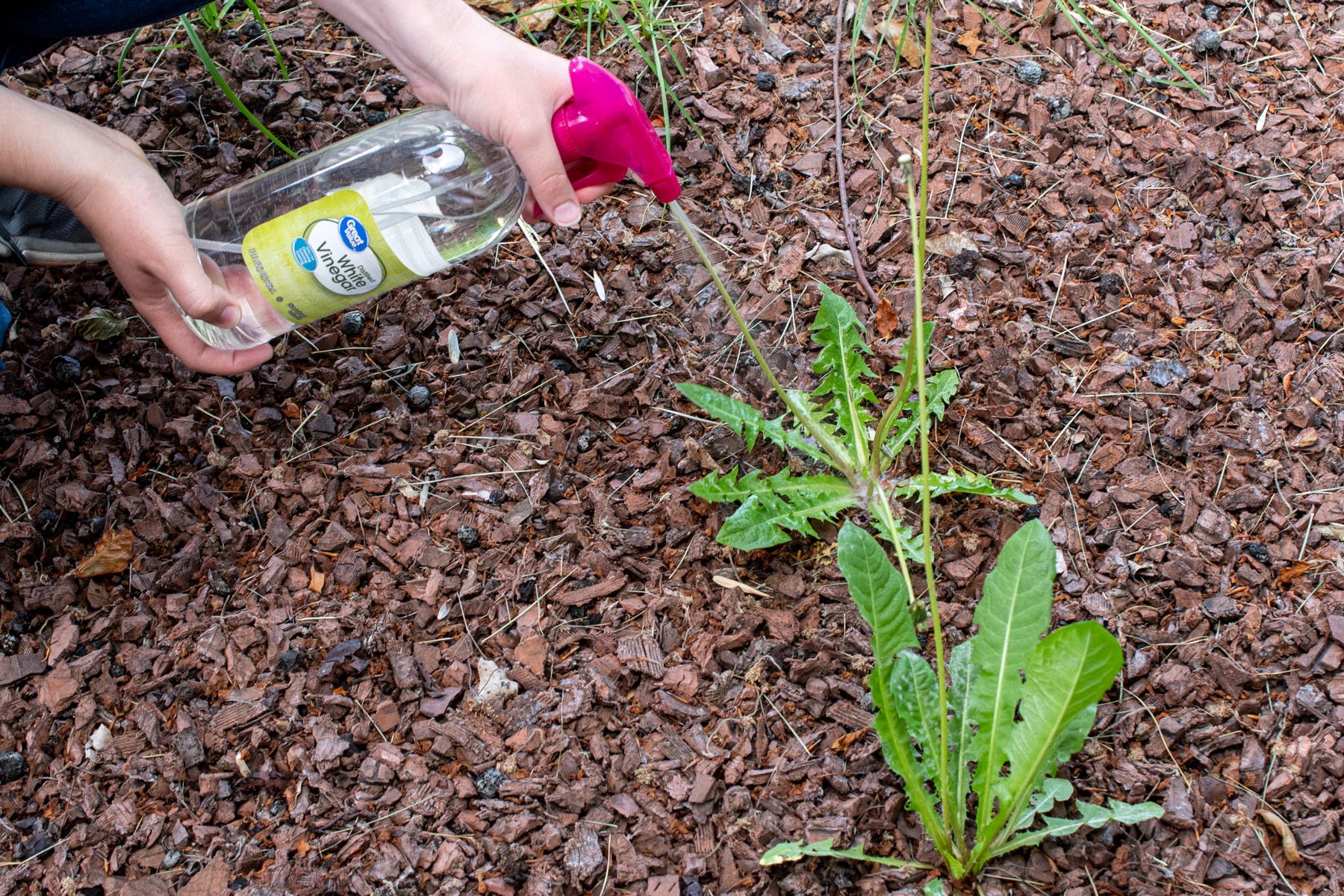 10 Homemade Weed Killers That Actually Work