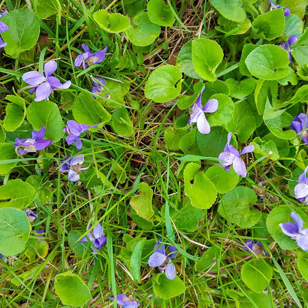 10 Invasive Plants You Should Get Out of Your Garden Now  The Family ...