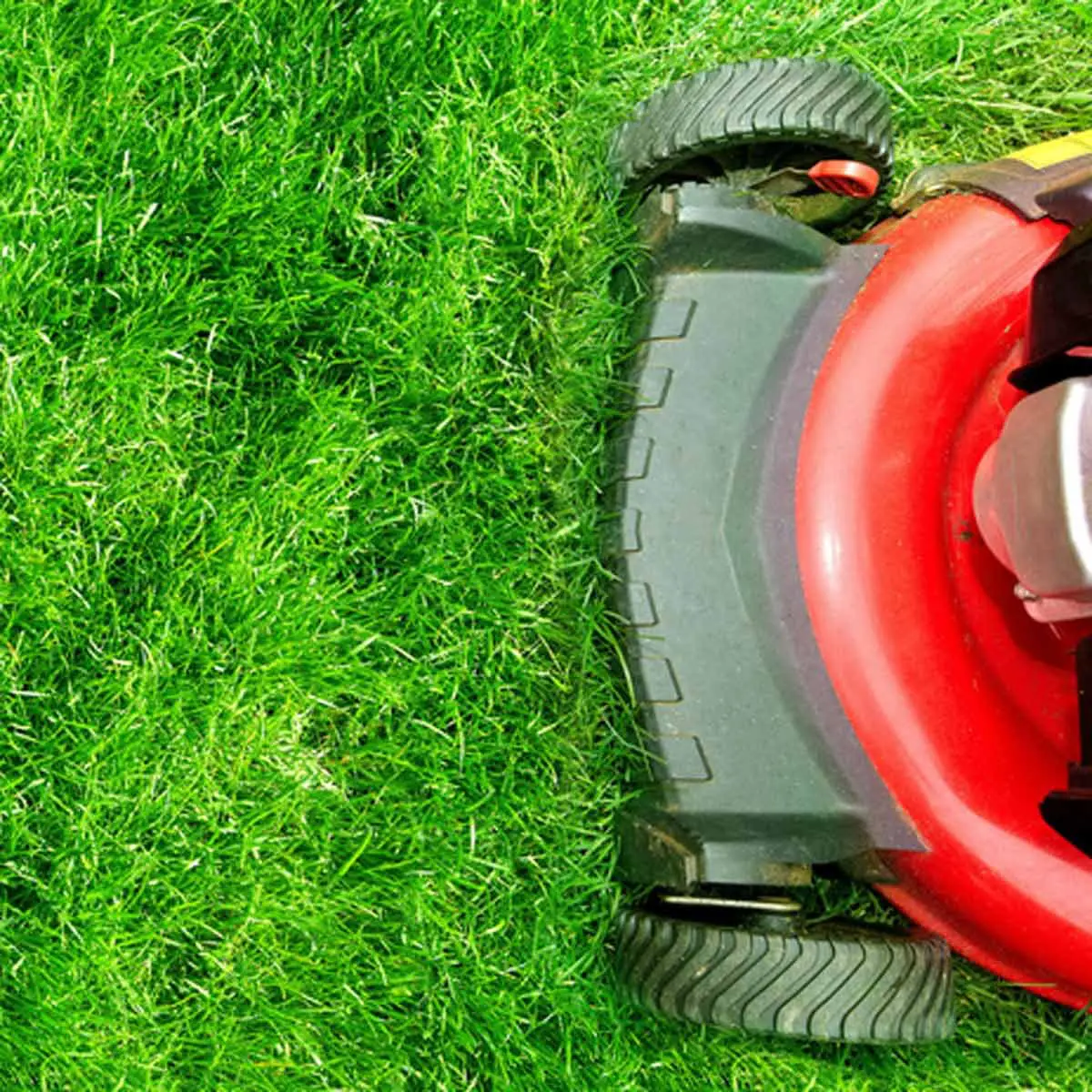 10 Lawn Care Myths You Really Need To Stop Believing
