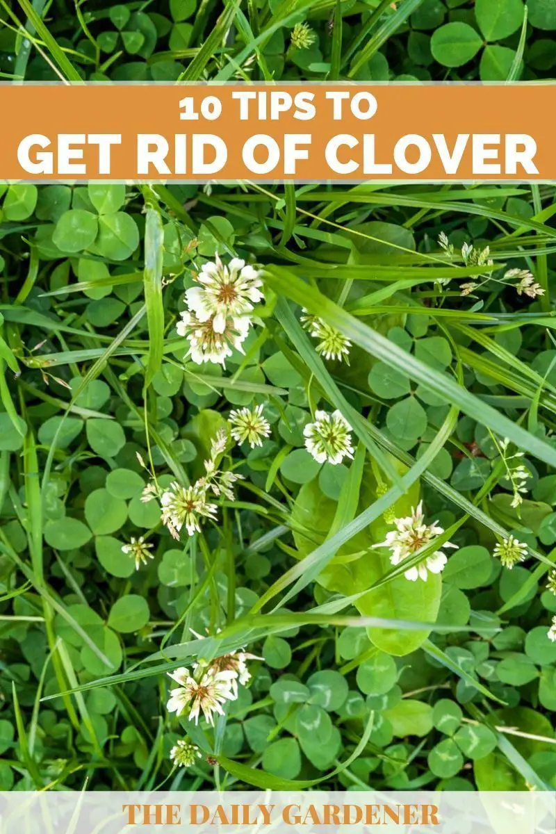 10 Tips to Get Rid of Clover in Your Lawn
