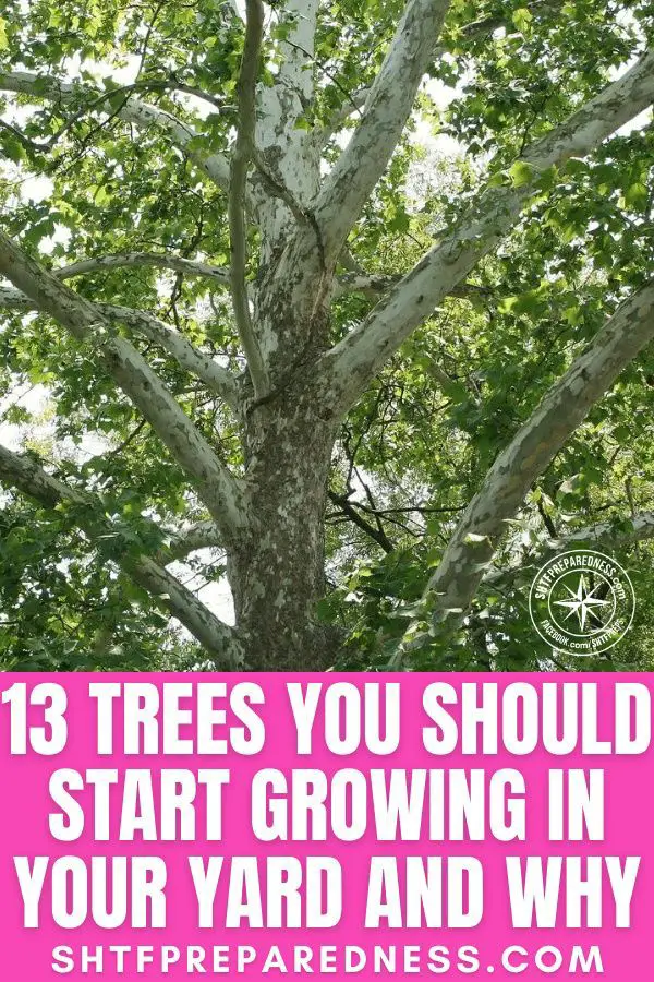 13 Trees You SHOULD Start Growing in Your Yard and Why in ...