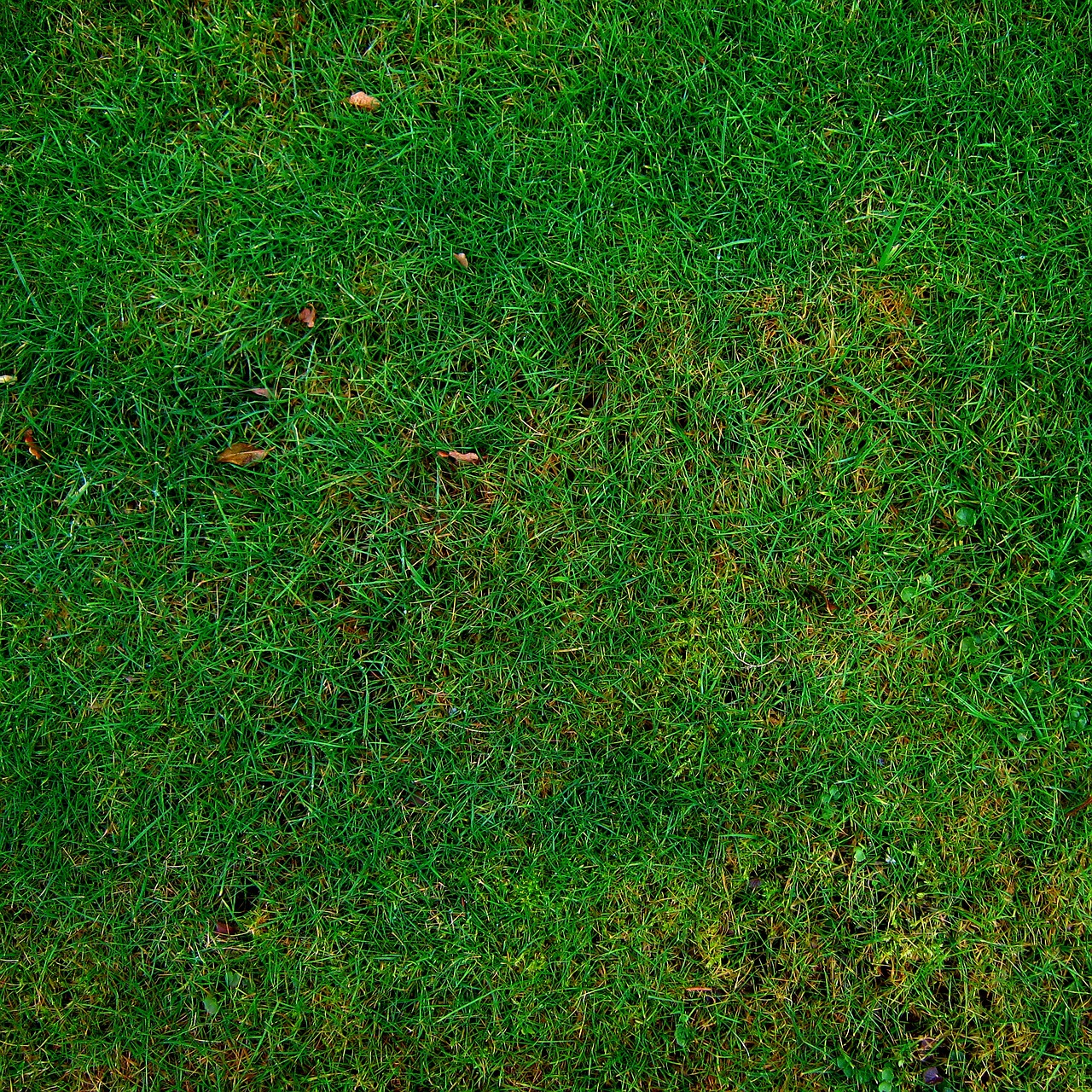 14 Reasons You Might Have Lawn Burn, or Yellow/Brown Patches On Your ...