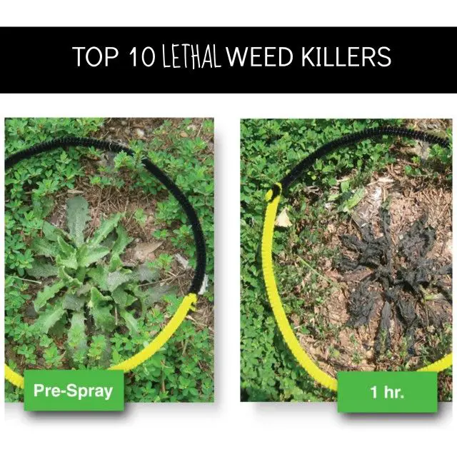 17 Best images about Weed killer and yard helpers on Pinterest