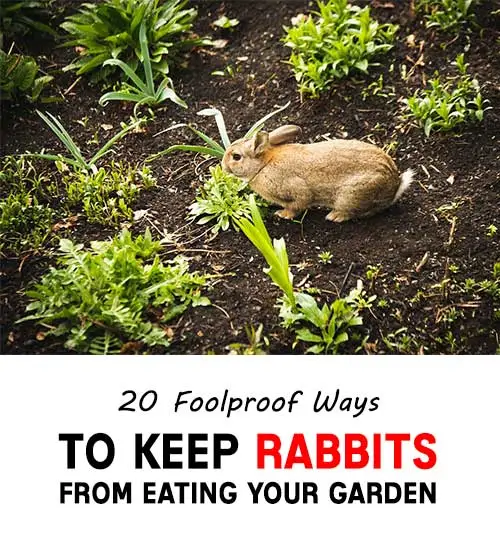 20 Foolproof Ways To Keep Rabbits From Eating Your Garden