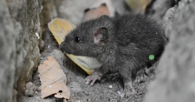2021 Rat Exterminator Cost: Rat Control Cost Explained