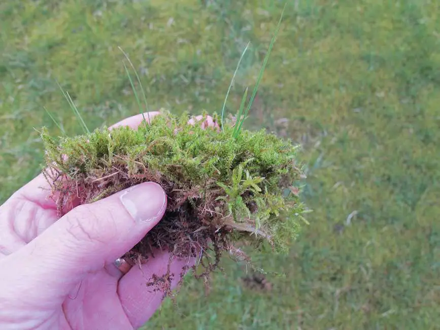 3 Easy Tips to Kill Moss on Lawns