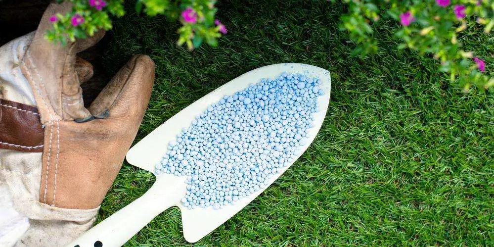 3 Signs You Should Apply Grass Fertilizer to Your Lawn