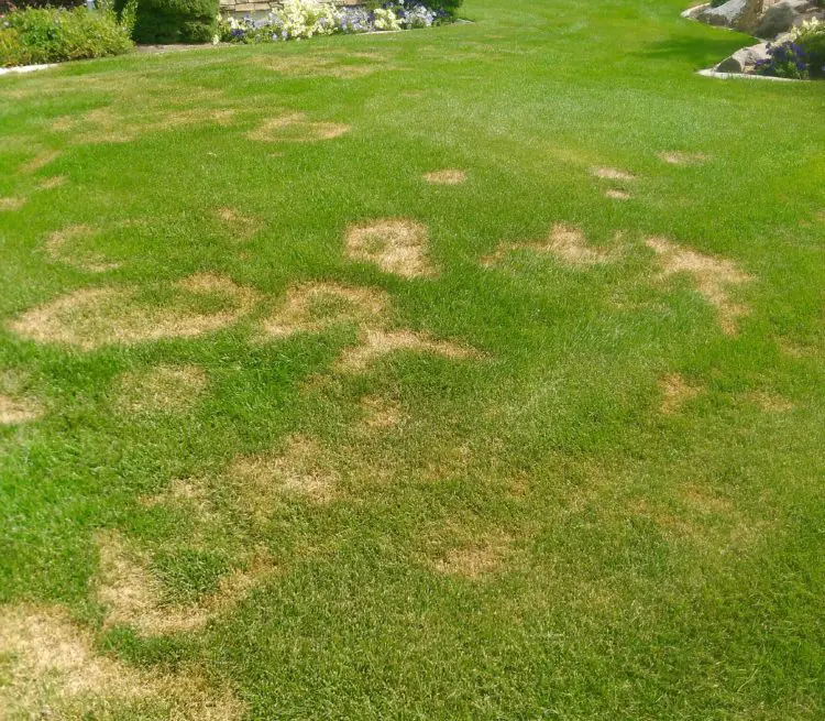 4 Common Utah Lawn Diseases