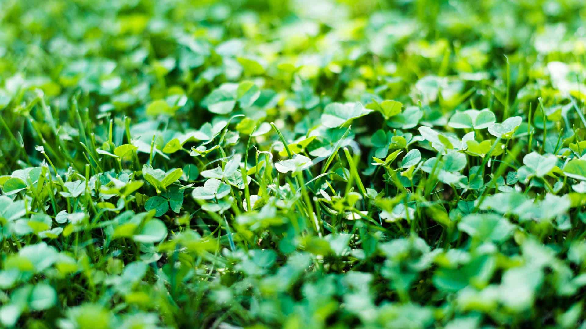 4 Tips to Kill Clover in Your Lawn Naturally