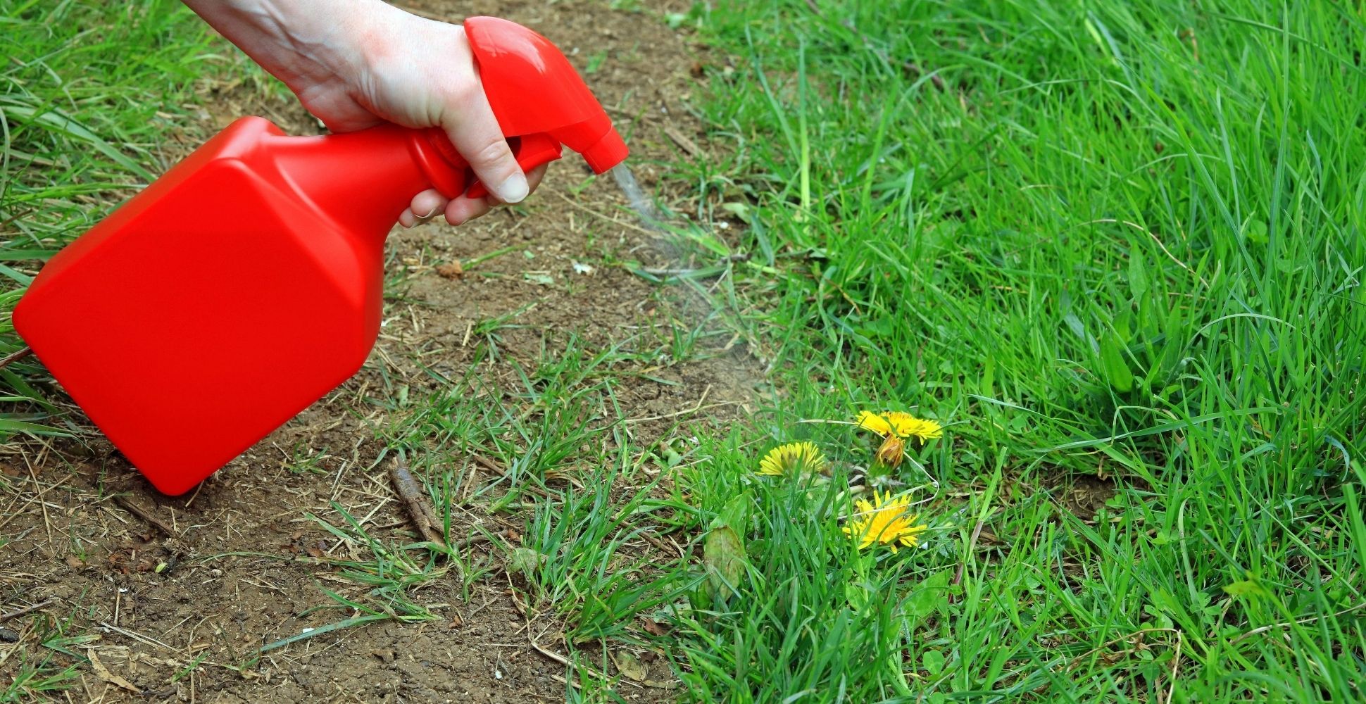 5 Best Dandelion Killer Sprays For Lawns (2021 Review)