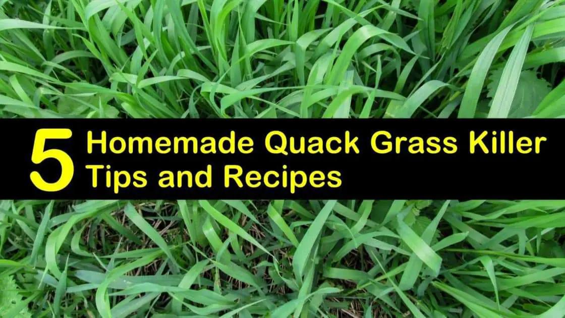 5 DIY Quack Grass Killer Recipes