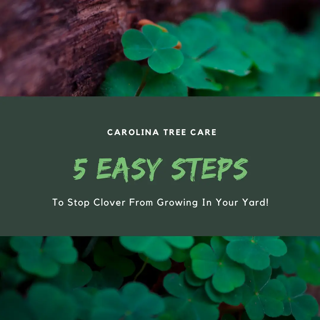 5 Easy Steps To Rid Your Lawn of Unlucky Clover