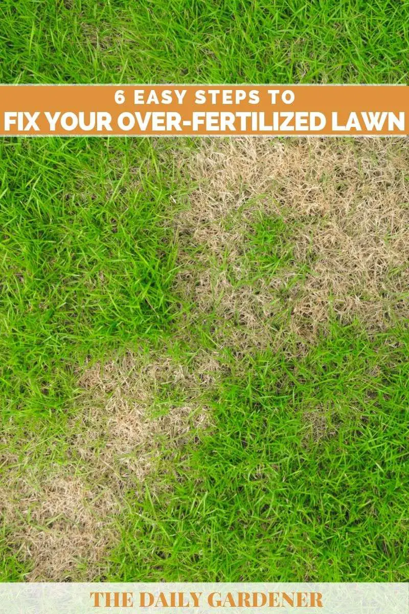 6 Easy Steps To Fix Your Over Fertilized Lawn The Daily