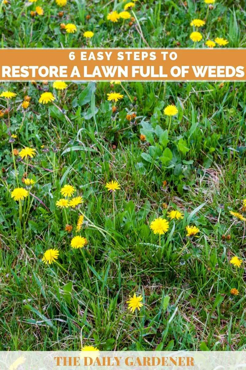 6 Easy Steps to Restore a Lawn Full of Weeds