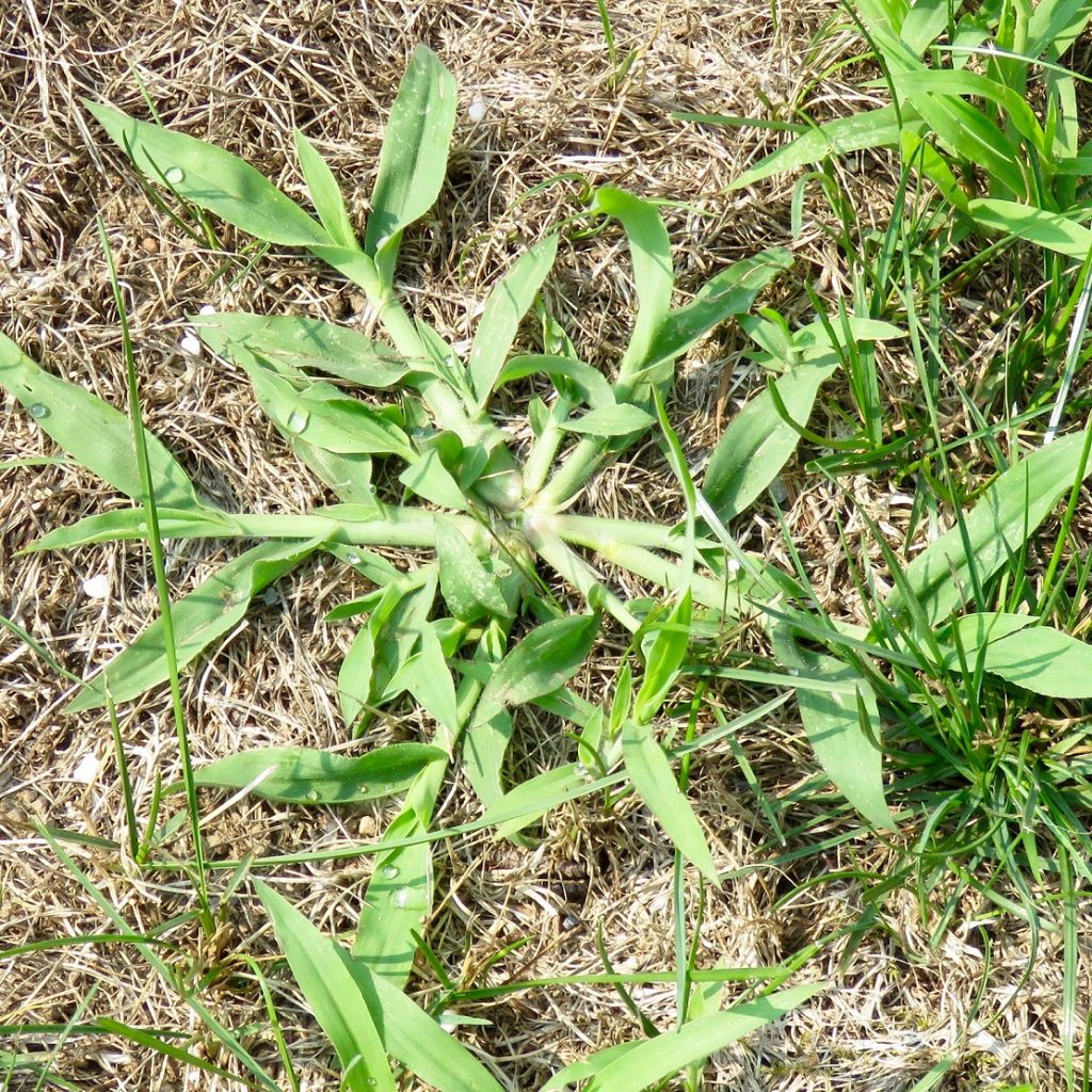 6 Foolproof Steps To Get Rid Of Crabgrass Once And For All ...