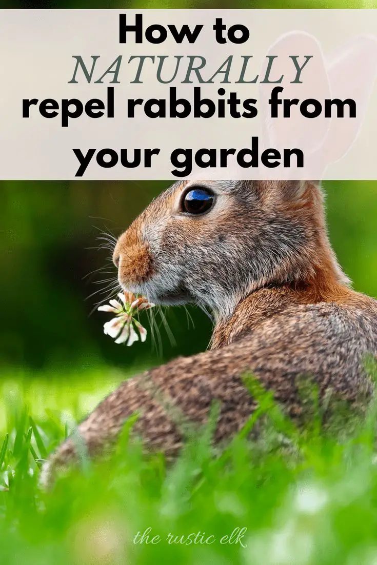 6 Natural Ways to Repel Rabbits from the Garden