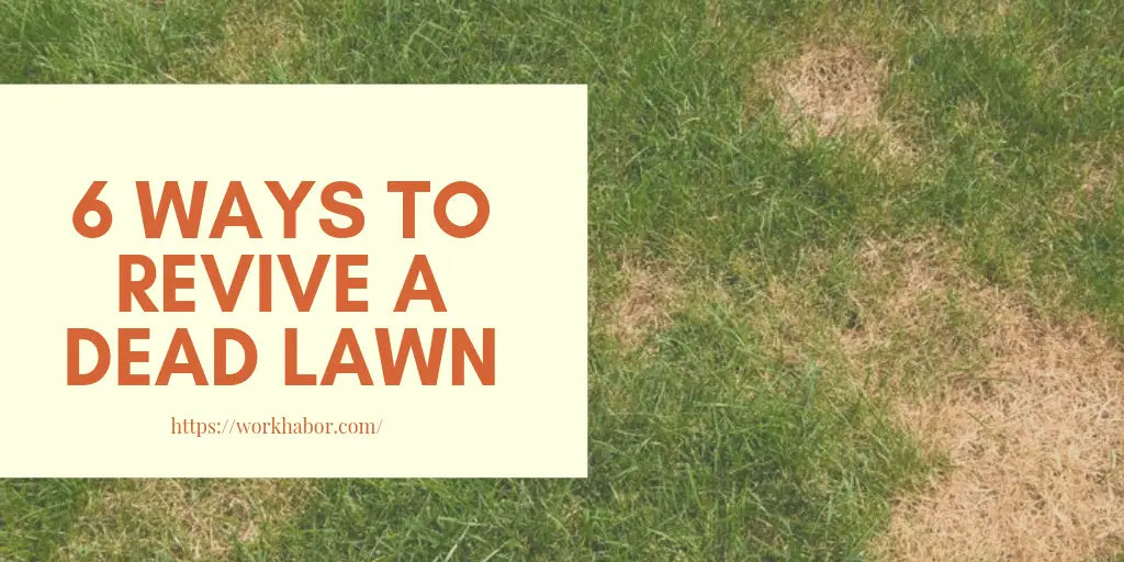 6 Ways To Revive A Dead Lawn â WORKHABOR: Helping You Create Your Dream ...