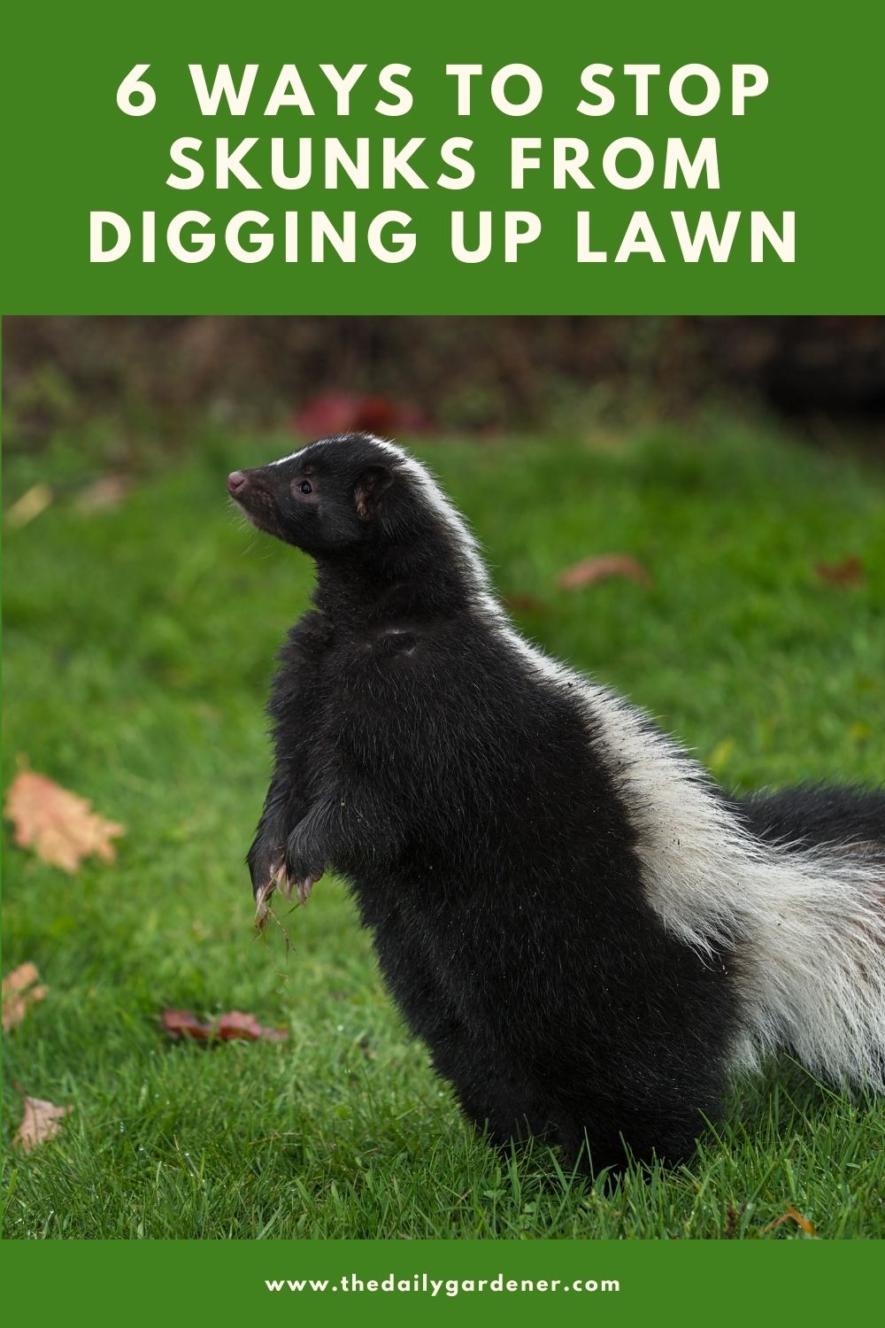 6 Ways to Stop Skunks from Digging Up Lawn