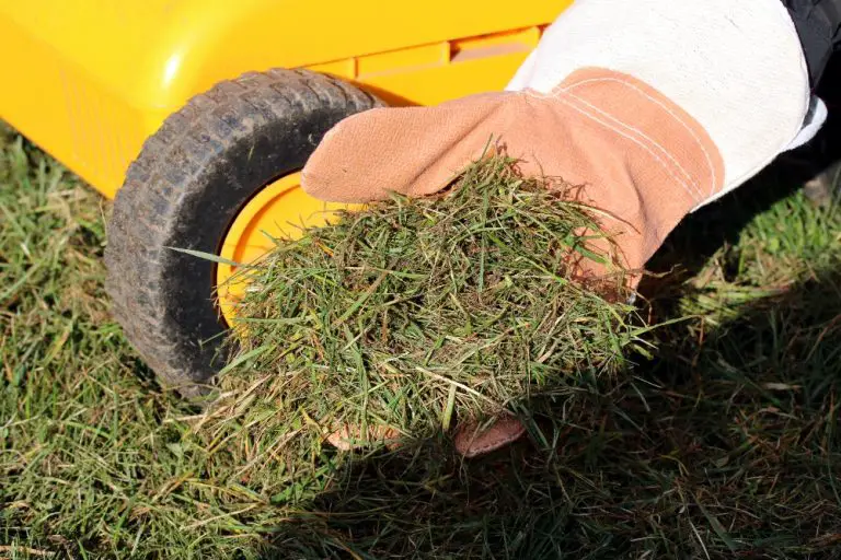 7 Aeration and Overseeding Mistakes You Should Avoid