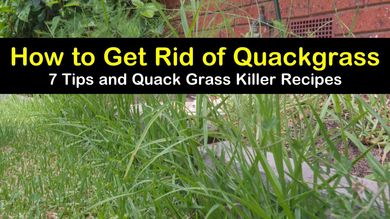 7 Easy Ways to Get Rid of Quackgrass