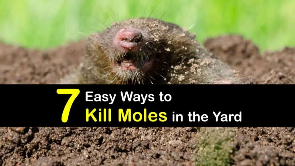 7 Easy Ways to Kill Moles in the Yard