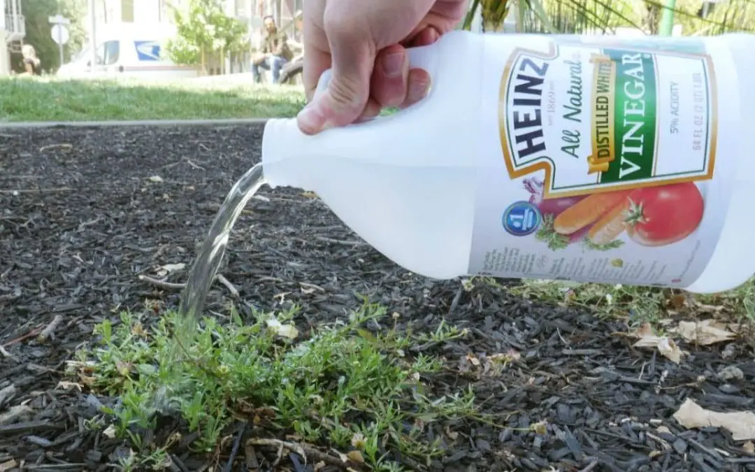 7 Homemade Weed Killers: Natural, Safe, Non
