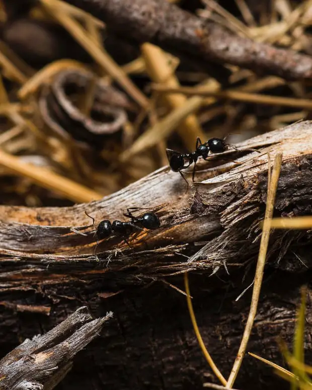 7 Natural Ways to Get Rid of Ants: How to Repel Ants Humanely Without ...
