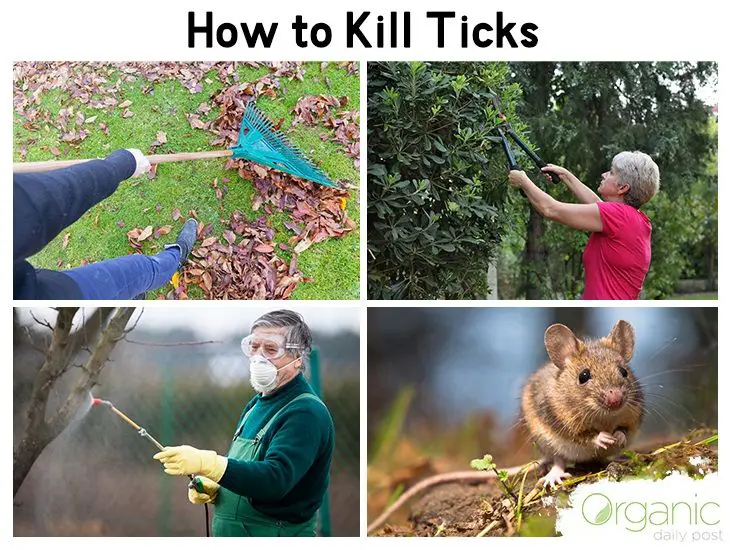 7 Ways to Put a Tick Force Field Around Your Home