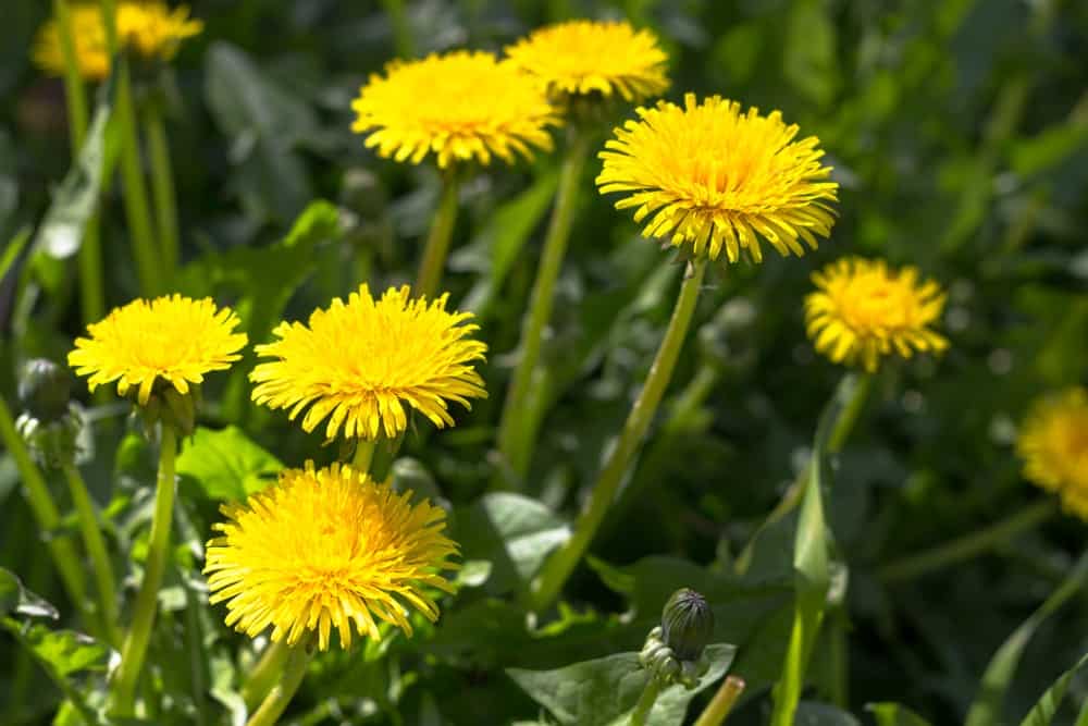 8 Common Weeds Your Chickens Will Love (&  8 Poisonous ...