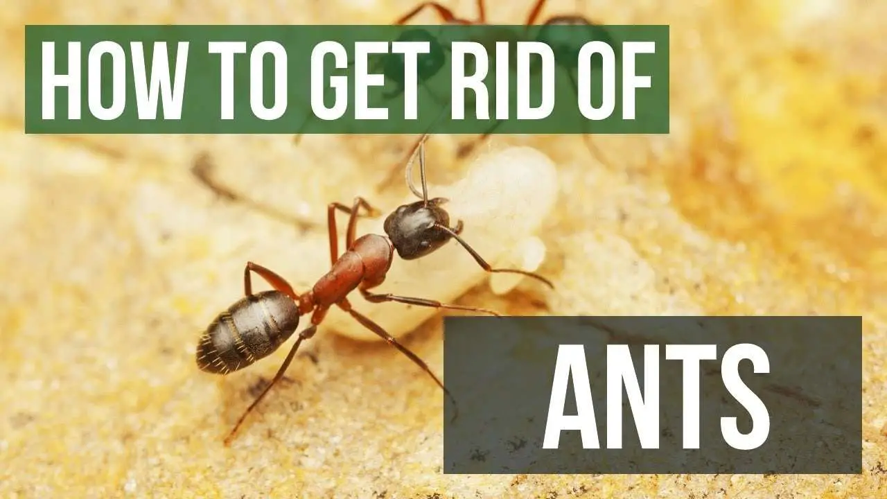8 Photos How To Get Rid Of Ants Under Carpet And Description