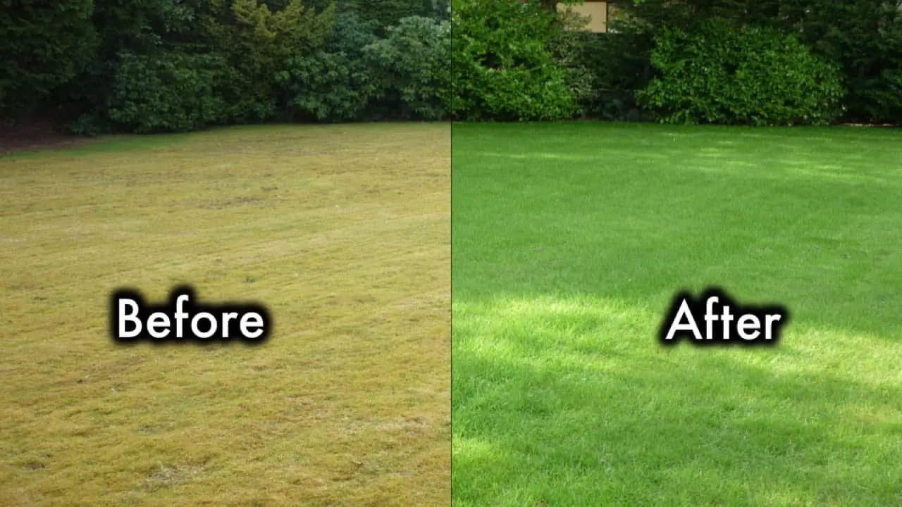 8 Secrets To Keep Your Lawn Always Green And Healthy