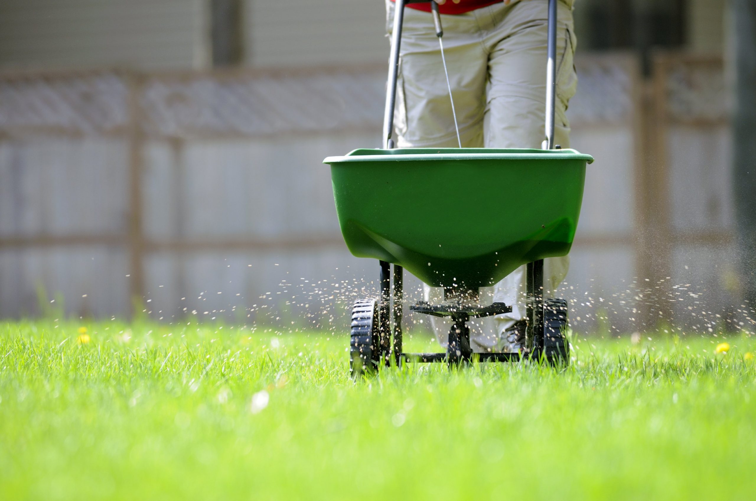 8 Steps On How To Fertilize Lawn Perfectly