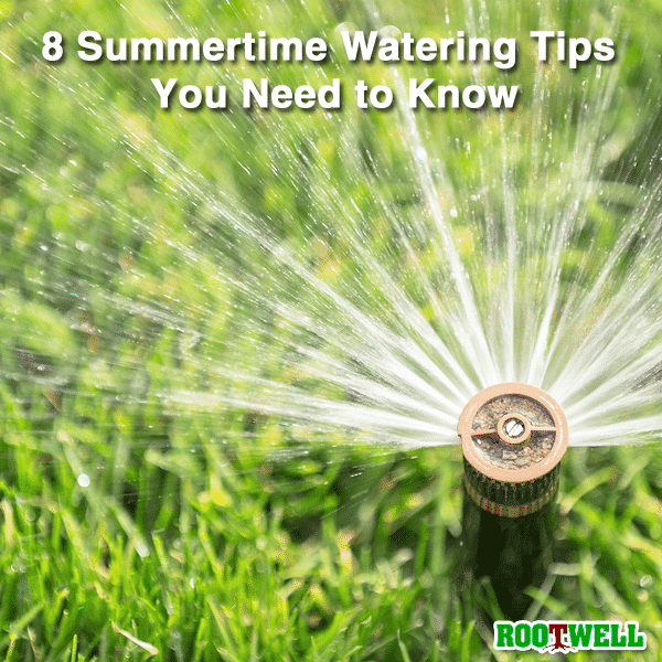 8 Summertime Watering Tips You Need to Know