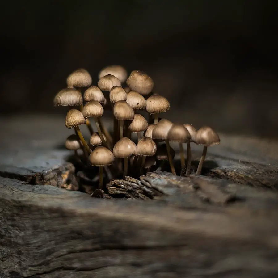 9+ Why Do Mushrooms Grow In My Yard