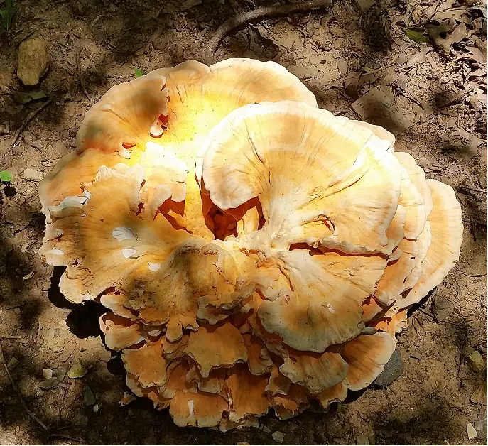 A gorgeous fungus growing in the shade of my yard.