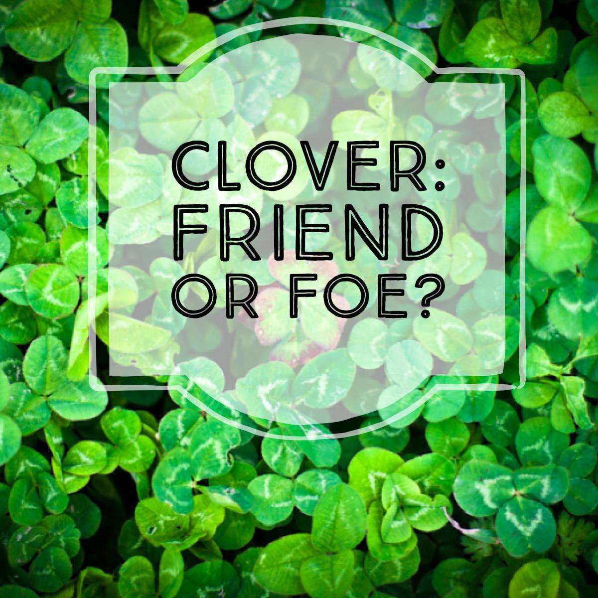 Advantages and Disadvantages of Clover Lawns