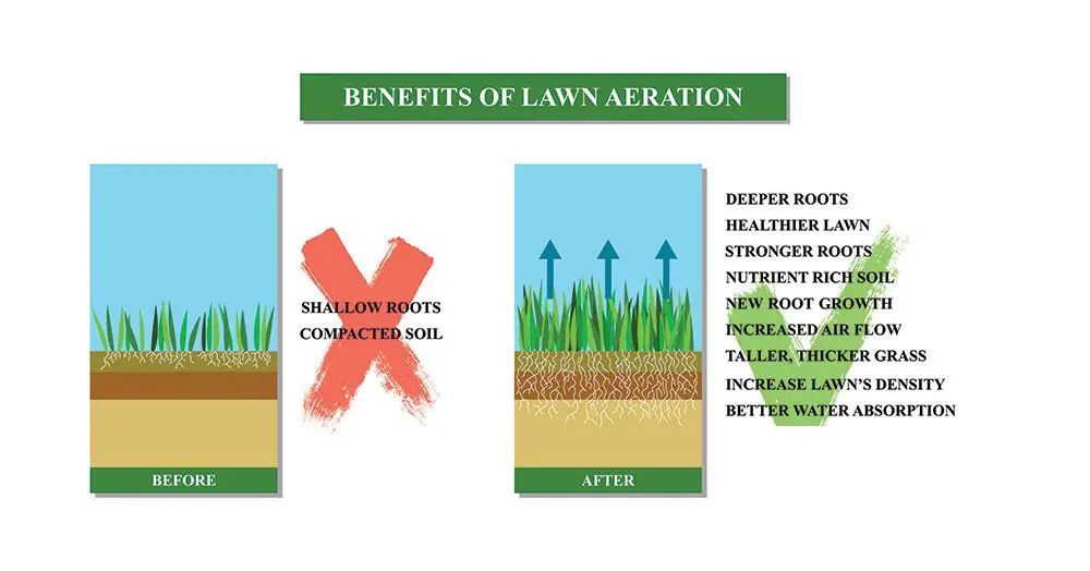 Aerate Lawn: How to Aerate Your Lawn