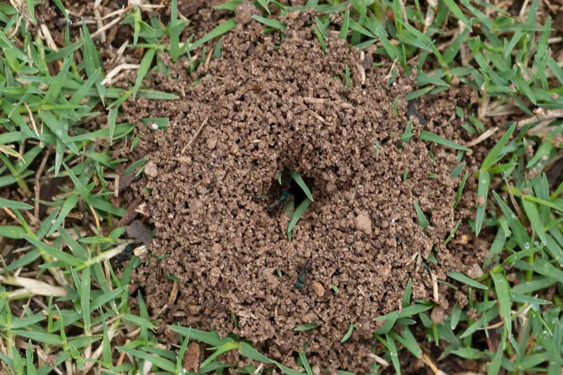 Ants In Garden Bed: How To Get Rid Of Them