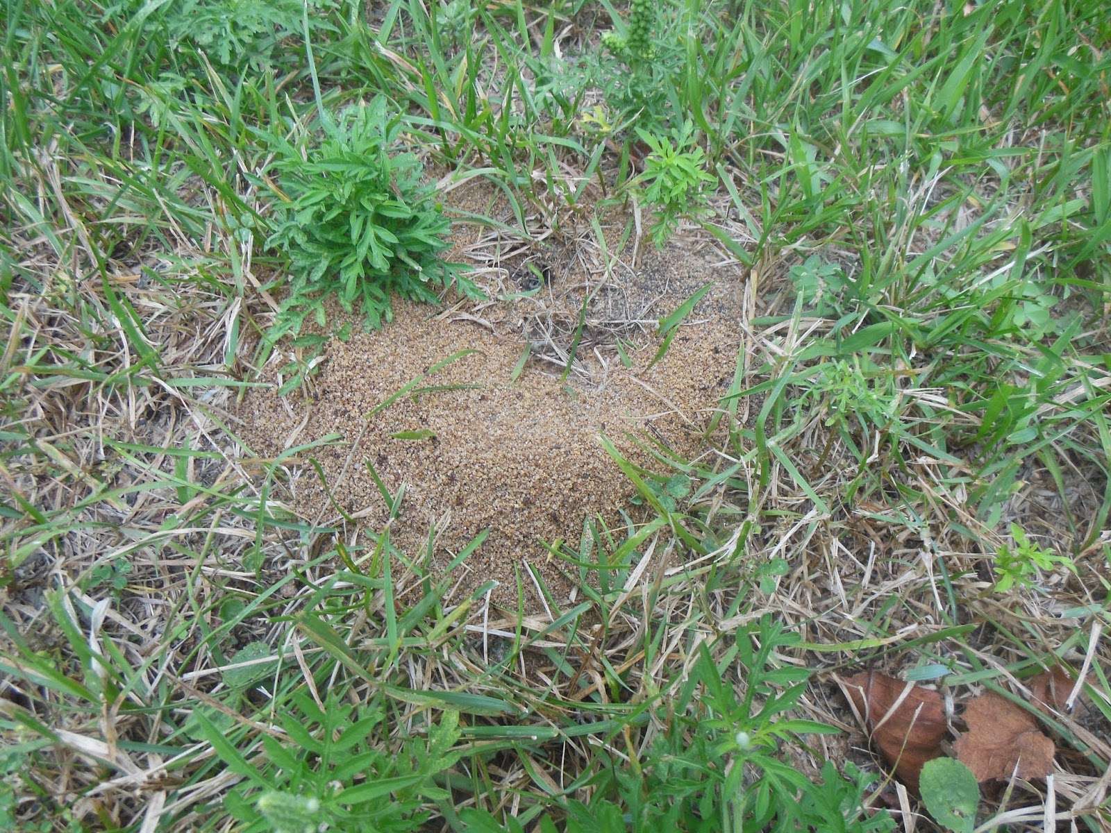 Ants in turf