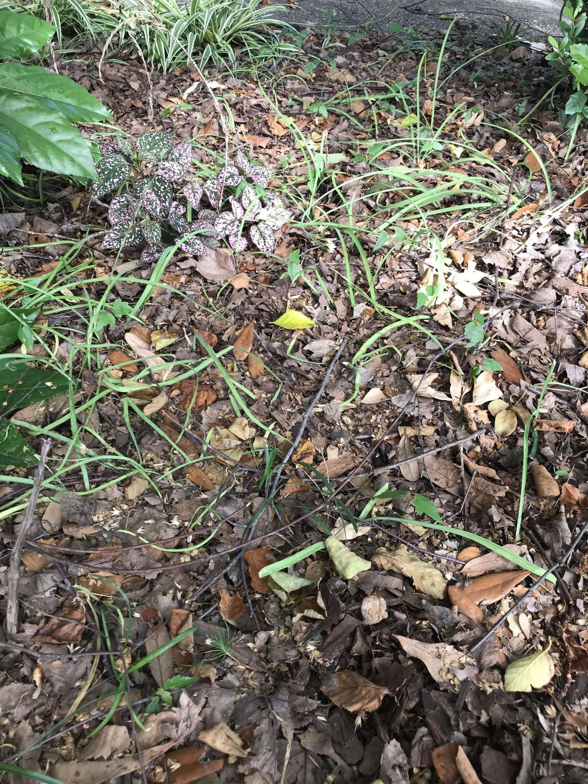 Are these weeds crabgrass and how do I get rid of it ...