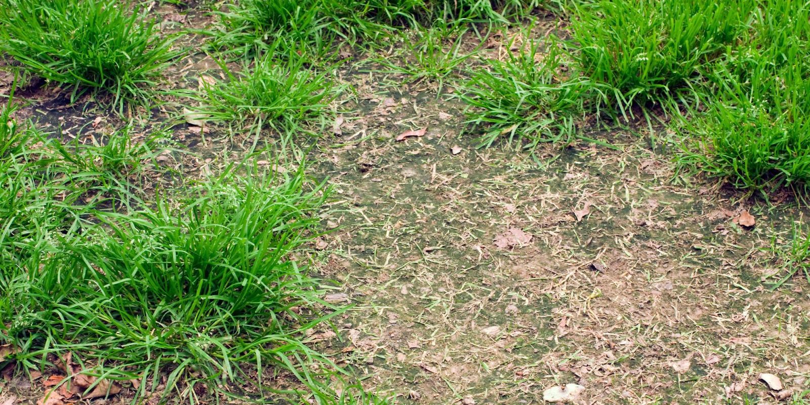 Ask a Lawn Care Expert: How To Fix Your Patchy Lawn