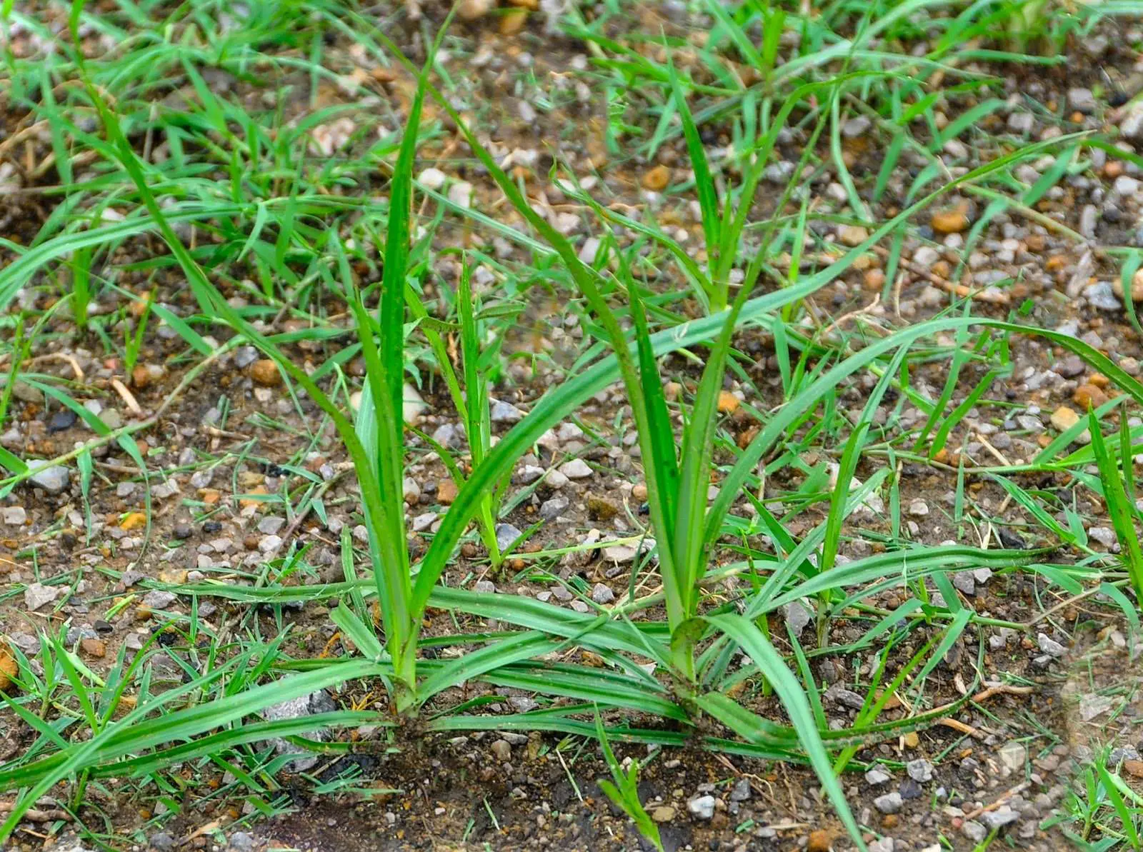 Ask A Master Gardener: Controlling Yellow Nutsedge in Lawns