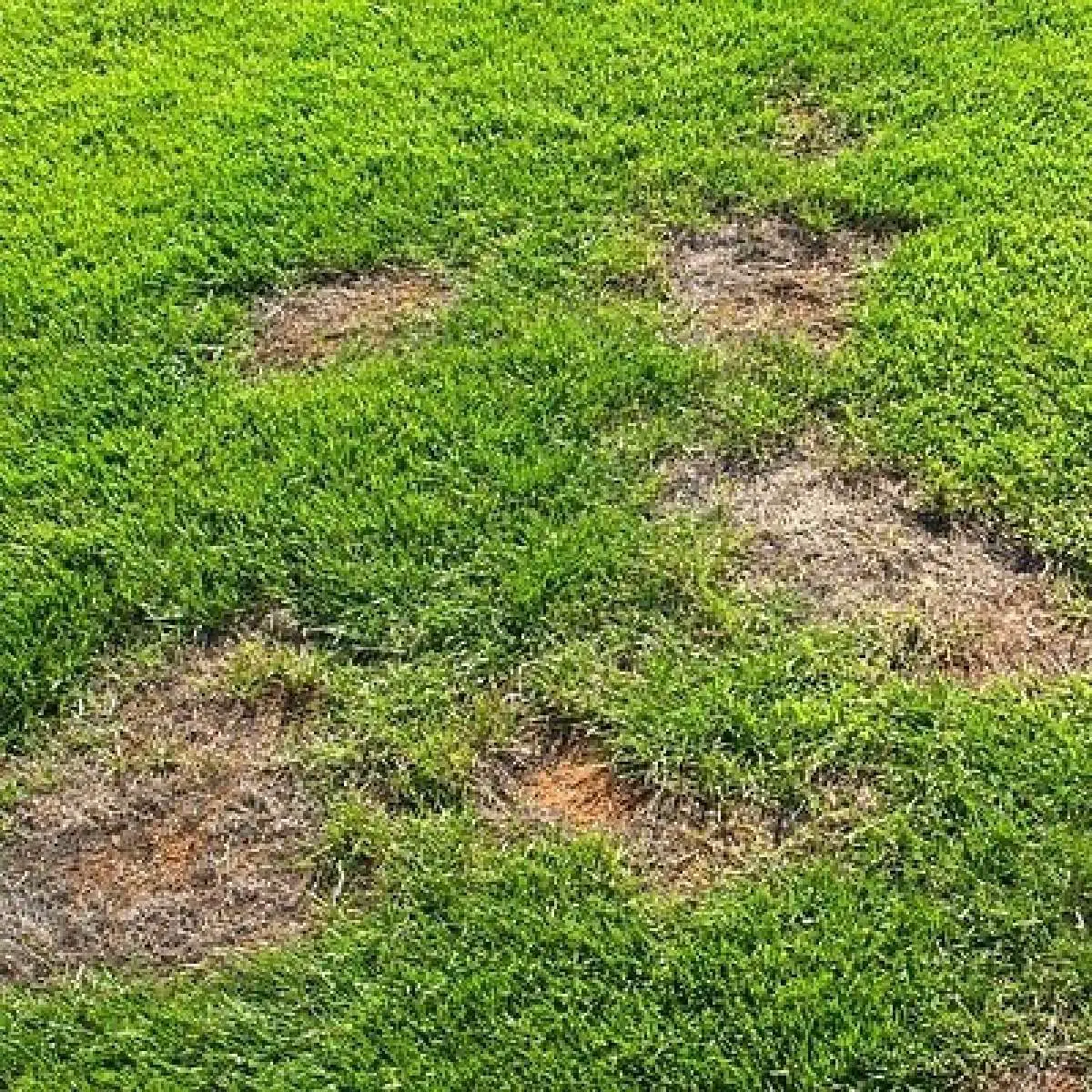 Bare Patches in Lawns
