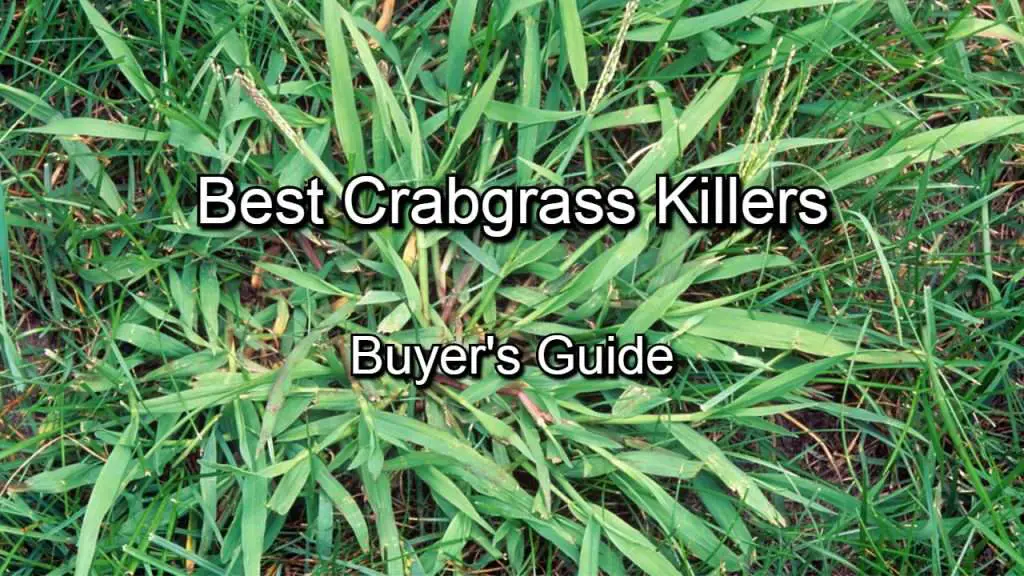Best Crabgrass Killers and Preventers to Buy in 2020