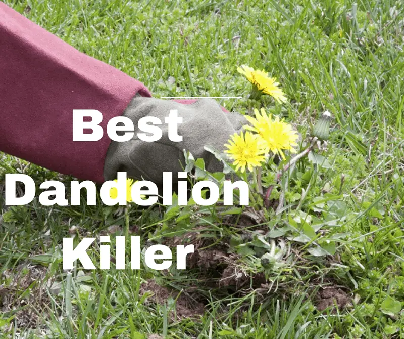Best Dandelion Killer for 2022 [Our Reviews and Comparisons]