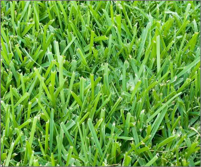 Best Grass Seed For Middle Florida