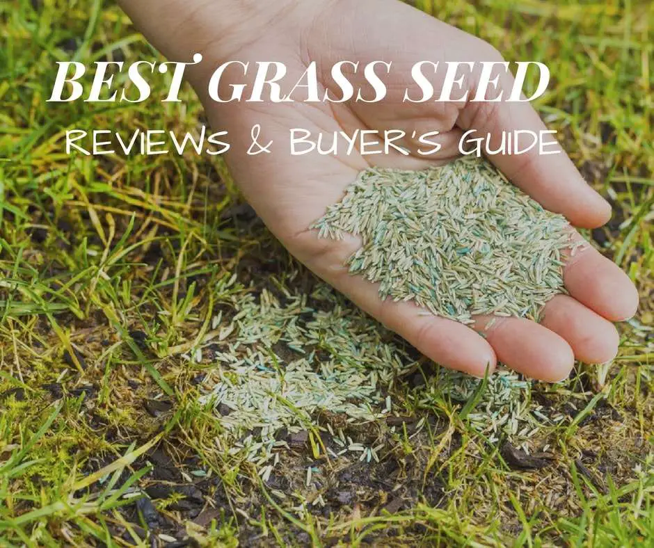 Best Grass Seed Reviews 2020