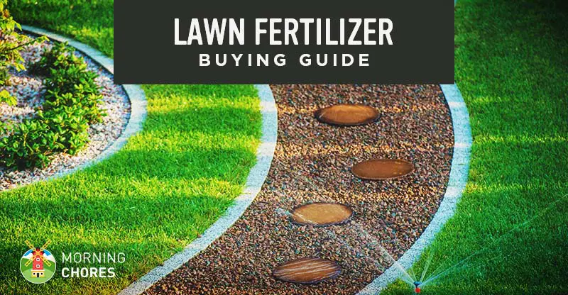 Best Lawn Fertilizer for Grass